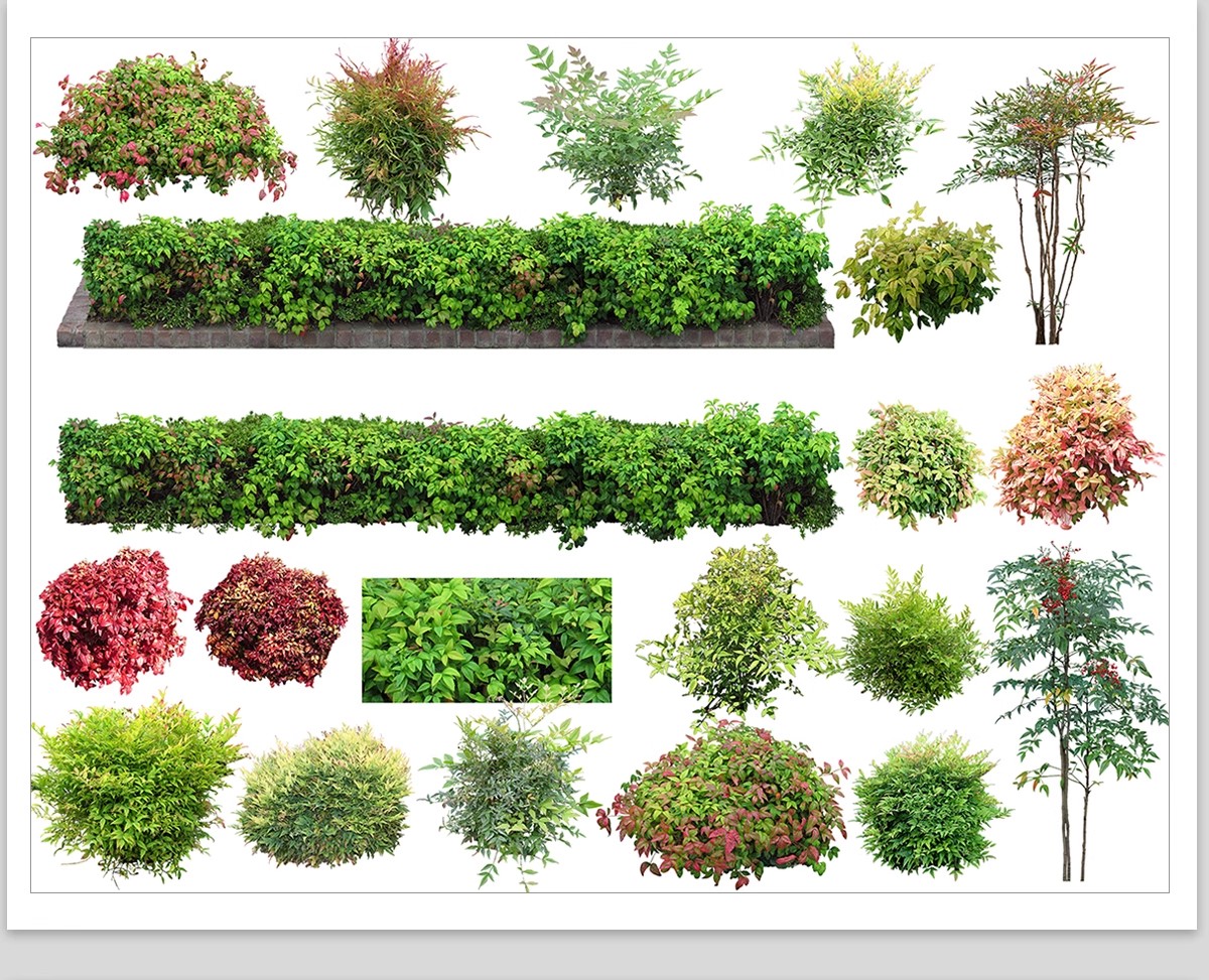 图片[20]-庭院植物灌木地被psd素材 花园玉簪矾根百子莲南天竹蕨苔草ps免扣-大怪兽分享