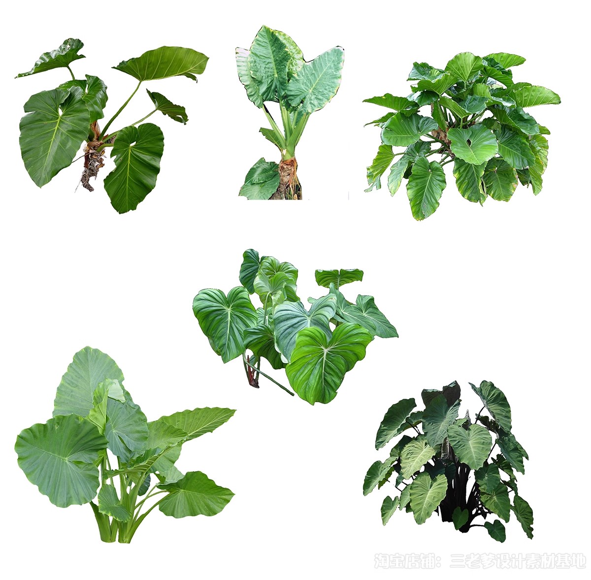 图片[21]-耐阴植物psd免扣园林景观蕨类苔藓矾根苔藓花镜地被ps素材效果图-大怪兽分享