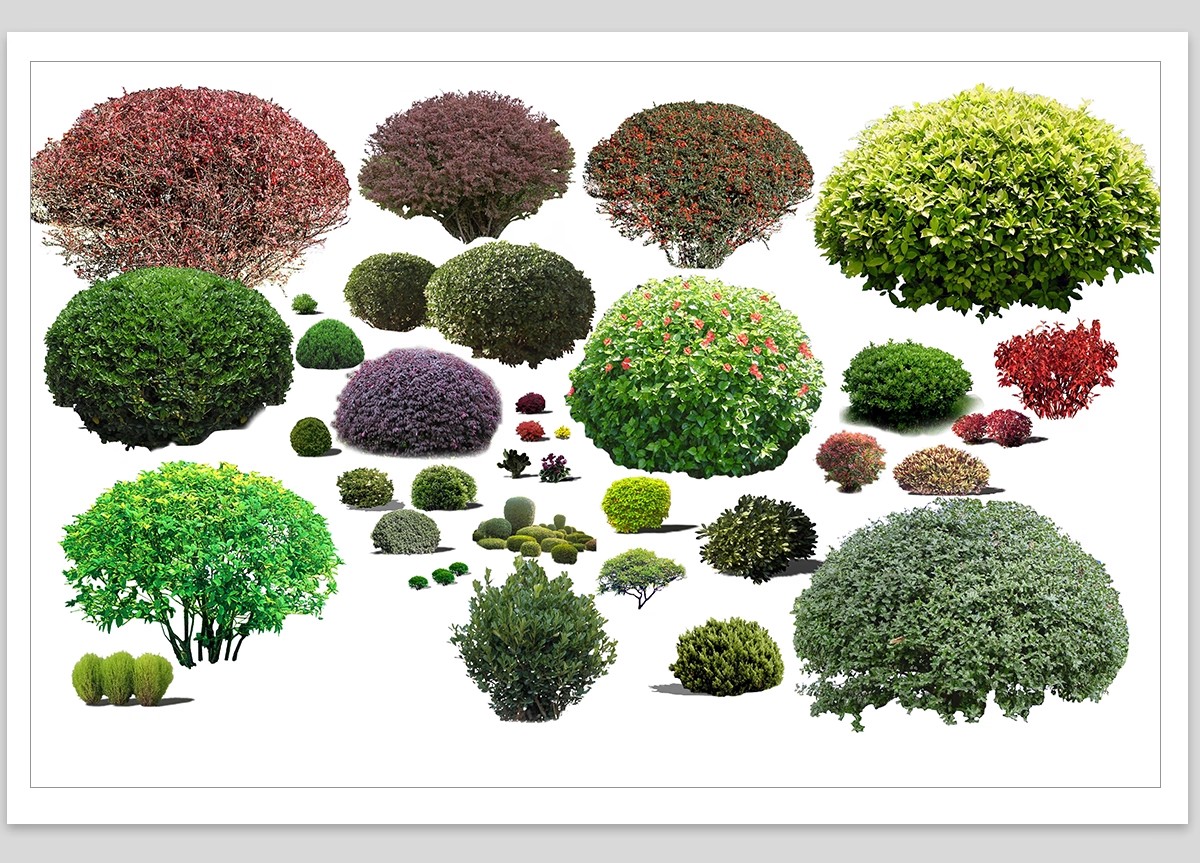 图片[21]-园林景观灌木球ps素材psd免抠效果图球形植物红檵木黄杨女贞石楠-大怪兽分享