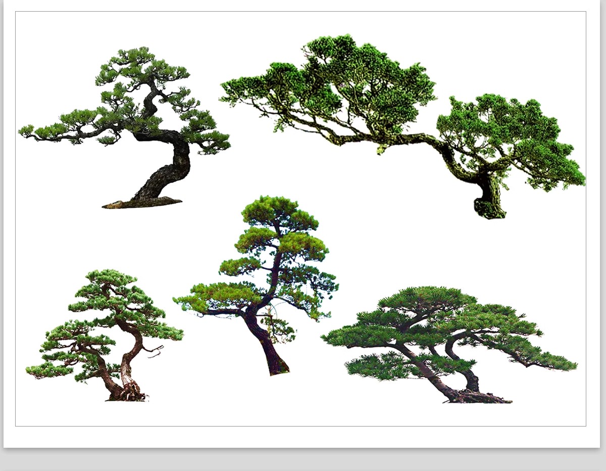 图片[21]-PS景观造型植物灌木球造型树迎客罗汉松桩景效果图png棒棒糖素材-大怪兽分享