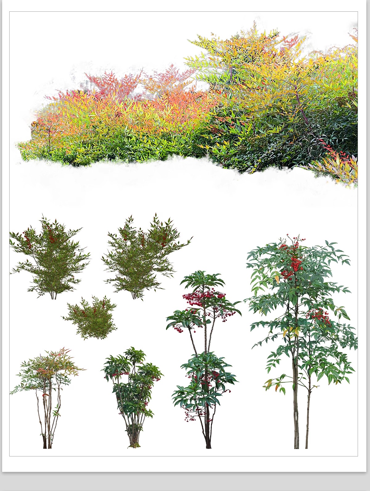 图片[21]-庭院植物灌木地被psd素材 花园玉簪矾根百子莲南天竹蕨苔草ps免扣-大怪兽分享