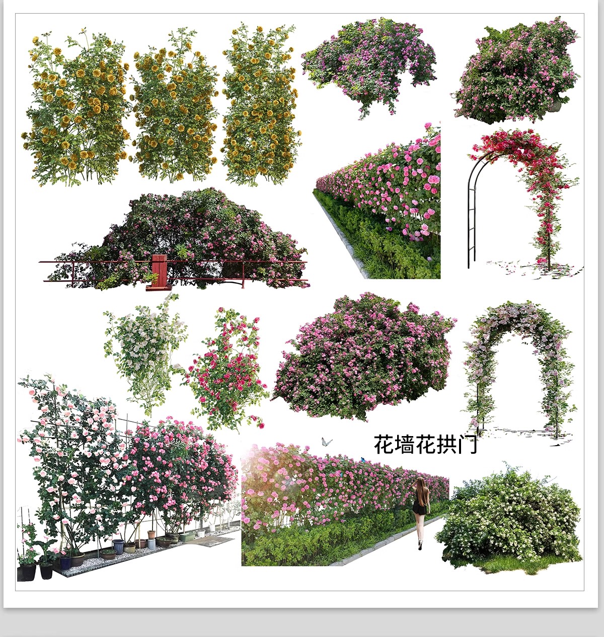 图片[21]-藤蔓爬藤植物爬墙攀援垂钓围墙月季花PS素材蔷薇廊架藤本免抠PSD-大怪兽分享