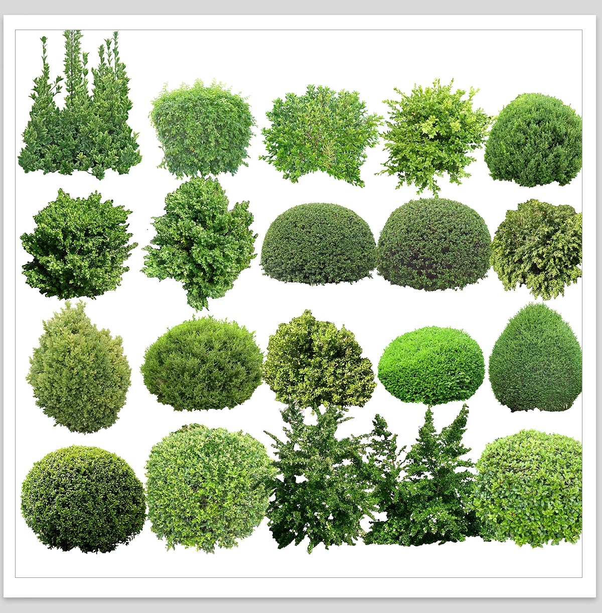 图片[22]-园林景观灌木球ps素材psd免抠效果图球形植物红檵木黄杨女贞石楠-大怪兽分享