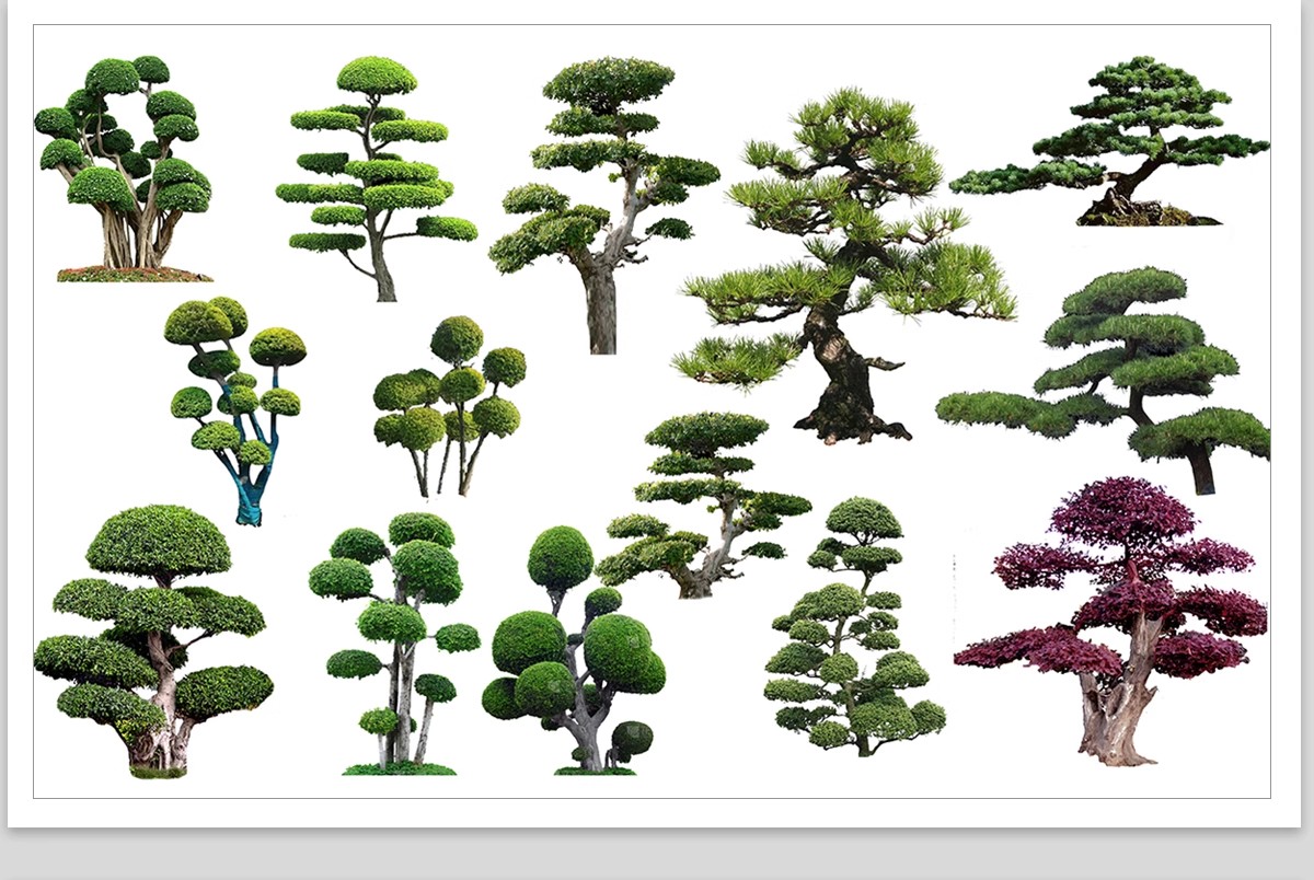 图片[22]-PS景观造型植物灌木球造型树迎客罗汉松桩景效果图png棒棒糖素材-大怪兽分享