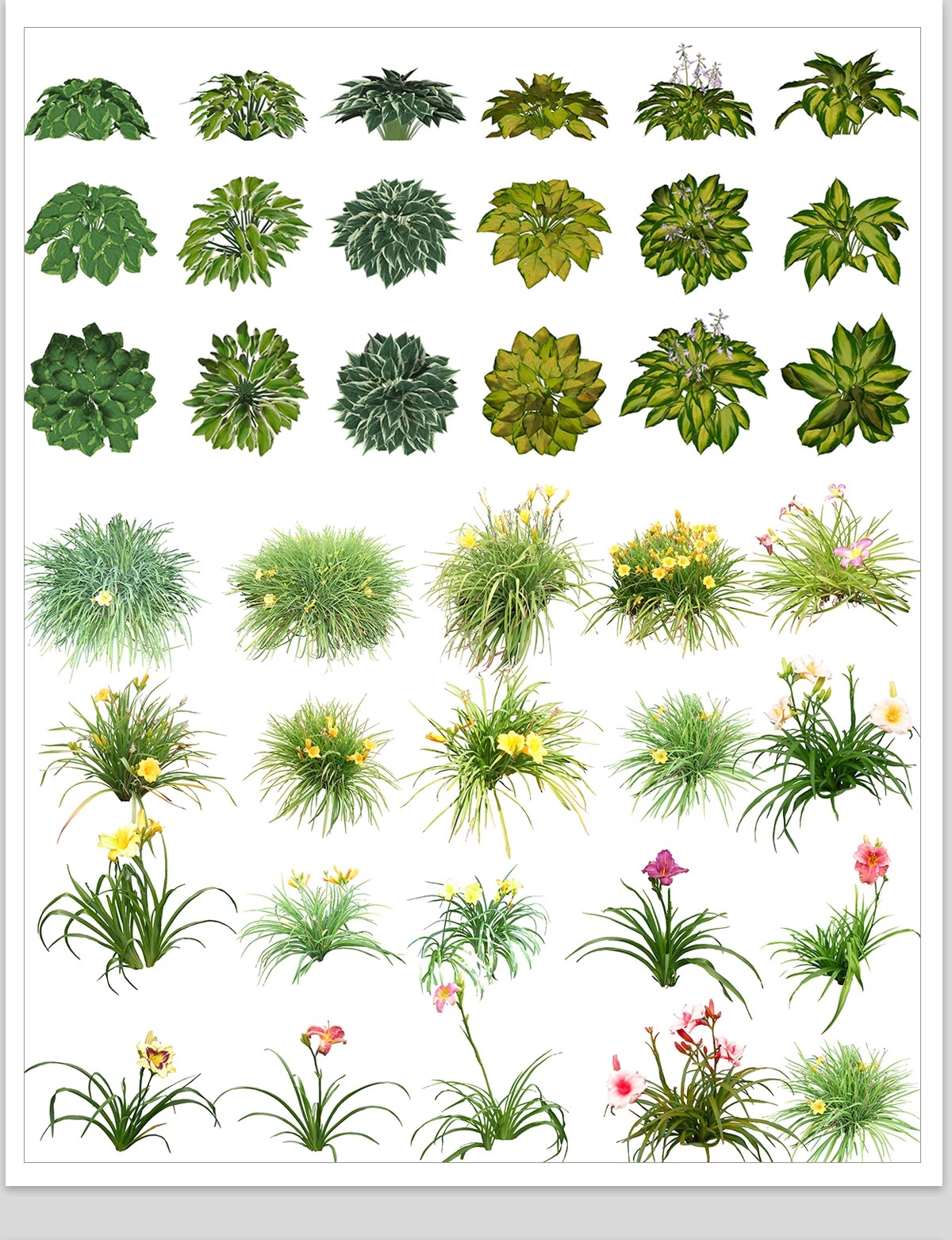 图片[22]-庭院植物灌木地被psd素材 花园玉簪矾根百子莲南天竹蕨苔草ps免扣-大怪兽分享