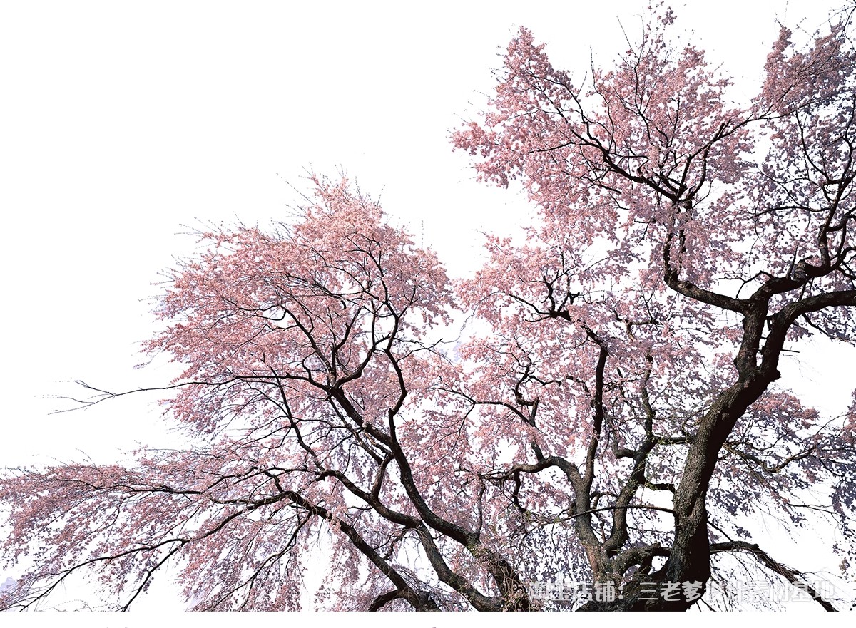 图片[22]-樱花树梅花树PS免抠 景观园林梅花桃花花瓣街道植物PSD效果图素材-大怪兽分享