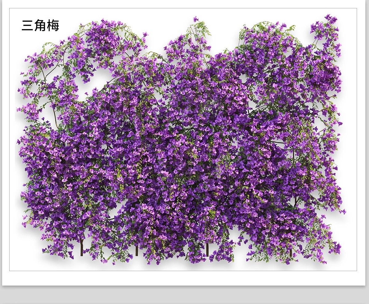图片[22]-藤蔓爬藤植物爬墙攀援垂钓围墙月季花PS素材蔷薇廊架藤本免抠PSD-大怪兽分享