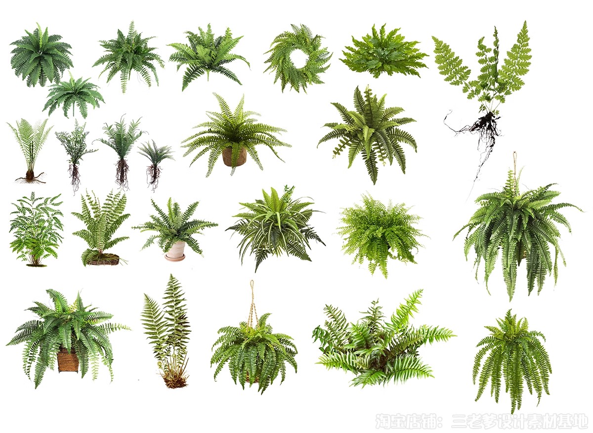 图片[22]-耐阴植物psd免扣园林景观蕨类苔藓矾根苔藓花镜地被ps素材效果图-大怪兽分享
