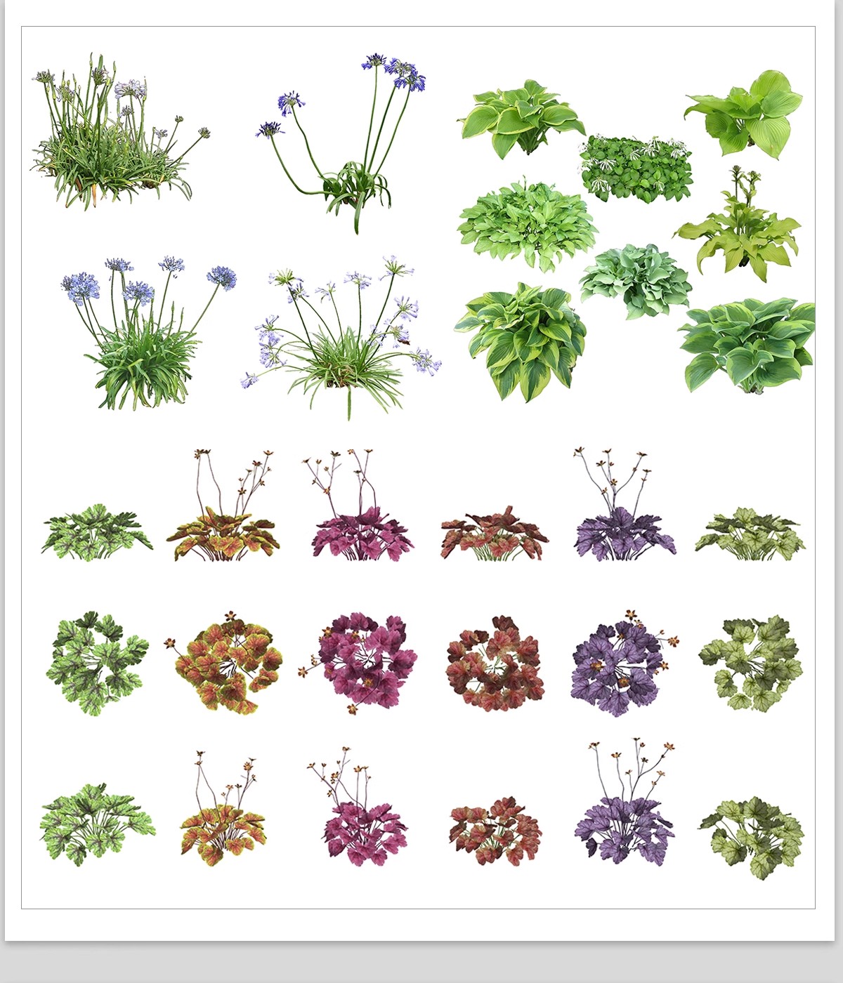 图片[23]-庭院植物灌木地被psd素材 花园玉簪矾根百子莲南天竹蕨苔草ps免扣-大怪兽分享