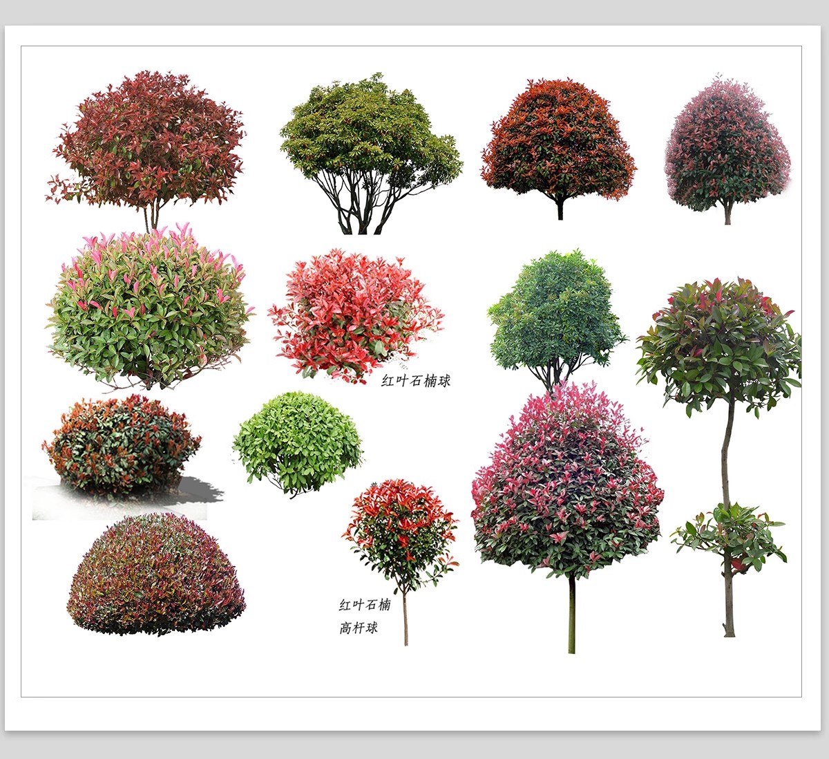 图片[24]-园林景观灌木球ps素材psd免抠效果图球形植物红檵木黄杨女贞石楠-大怪兽分享