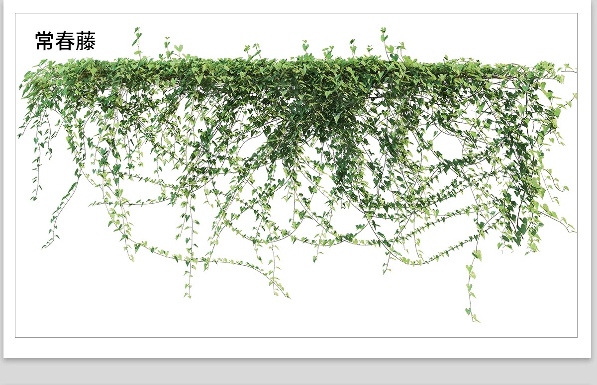 图片[24]-藤蔓爬藤植物爬墙攀援垂钓围墙月季花PS素材蔷薇廊架藤本免抠PSD-大怪兽分享
