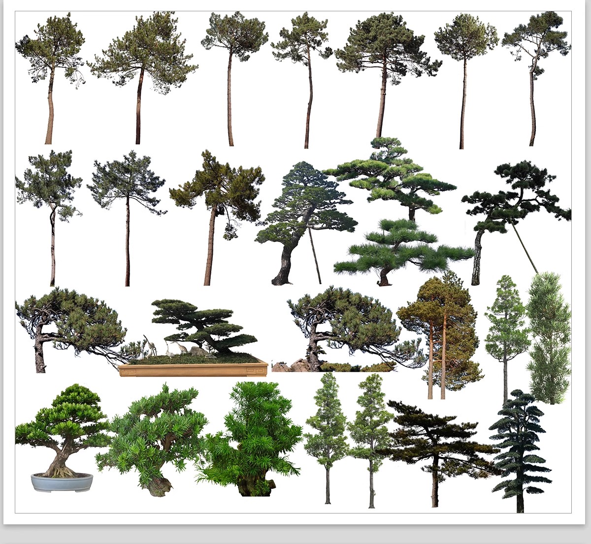 图片[25]-PS景观造型植物灌木球造型树迎客罗汉松桩景效果图png棒棒糖素材-大怪兽分享