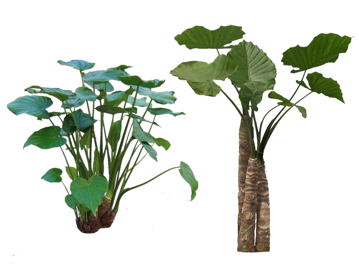 图片[25]-耐阴植物psd免扣园林景观蕨类苔藓矾根苔藓花镜地被ps素材效果图-大怪兽分享