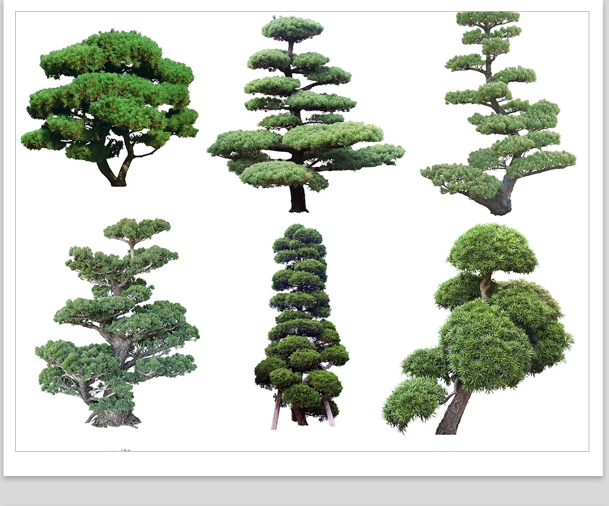 图片[26]-PS景观造型植物灌木球造型树迎客罗汉松桩景效果图png棒棒糖素材-大怪兽分享