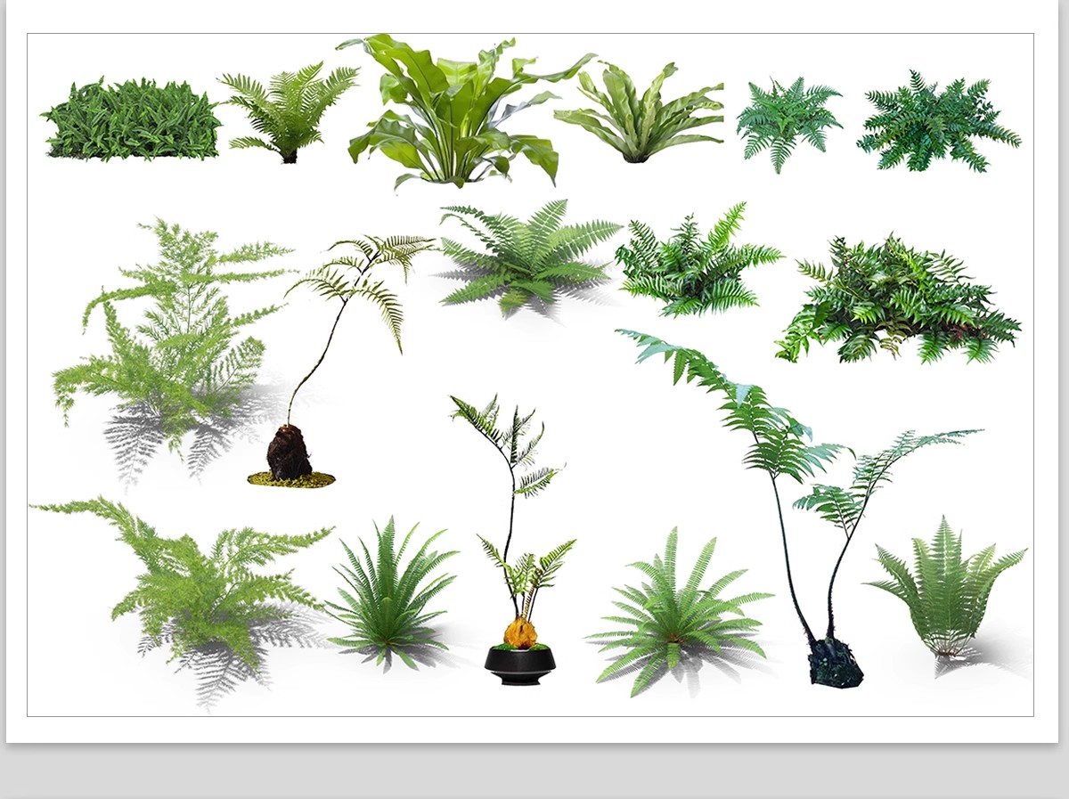 图片[26]-庭院植物灌木地被psd素材 花园玉簪矾根百子莲南天竹蕨苔草ps免扣-大怪兽分享