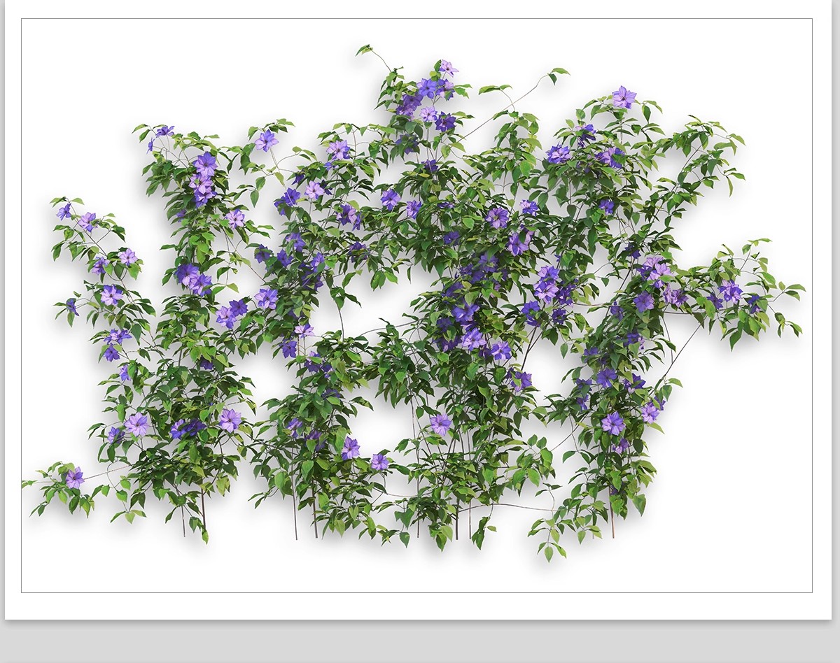 图片[26]-藤蔓爬藤植物爬墙攀援垂钓围墙月季花PS素材蔷薇廊架藤本免抠PSD-大怪兽分享