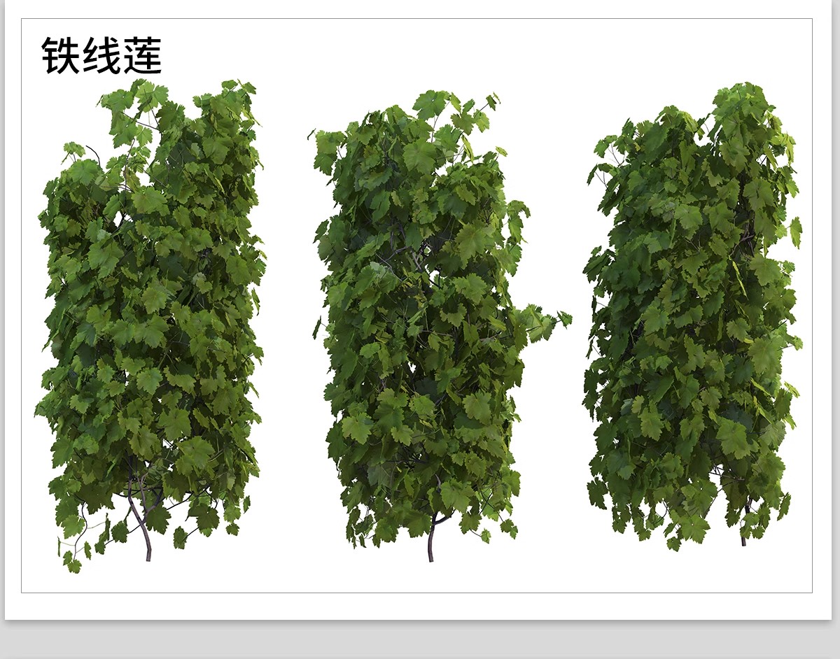 图片[27]-藤蔓爬藤植物爬墙攀援垂钓围墙月季花PS素材蔷薇廊架藤本免抠PSD-大怪兽分享
