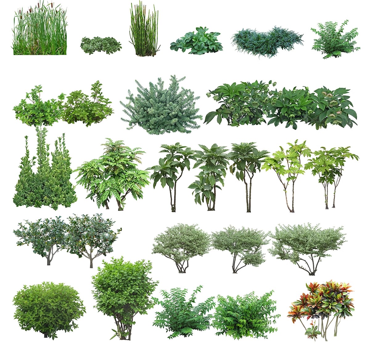 图片[28]-庭院植物灌木地被psd素材 花园玉簪矾根百子莲南天竹蕨苔草ps免扣-大怪兽分享
