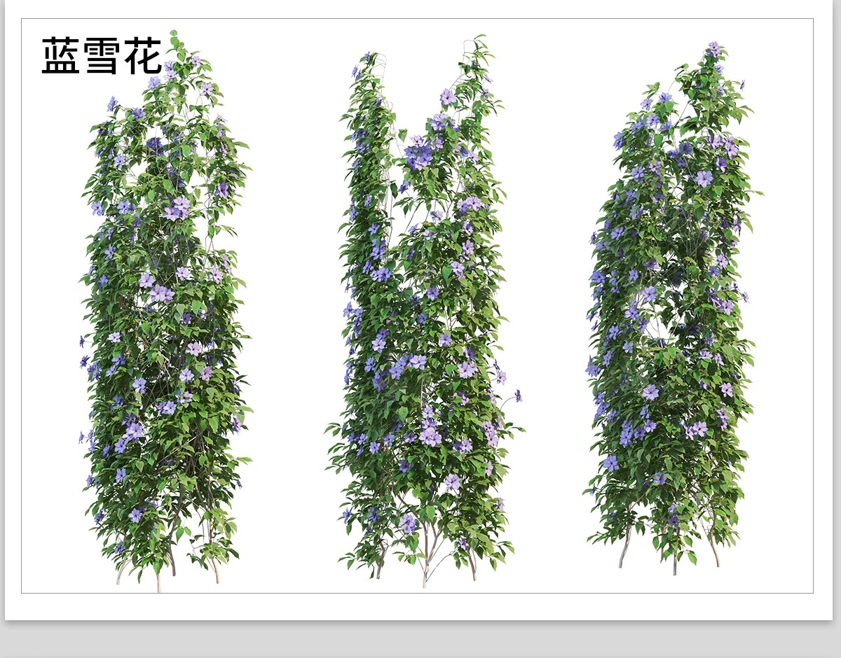 图片[28]-藤蔓爬藤植物爬墙攀援垂钓围墙月季花PS素材蔷薇廊架藤本免抠PSD-大怪兽分享