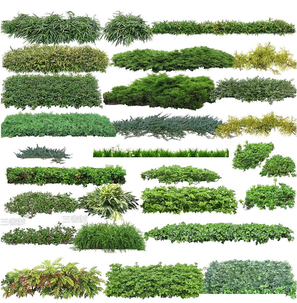 图片[29]-庭院植物灌木地被psd素材 花园玉簪矾根百子莲南天竹蕨苔草ps免扣-大怪兽分享