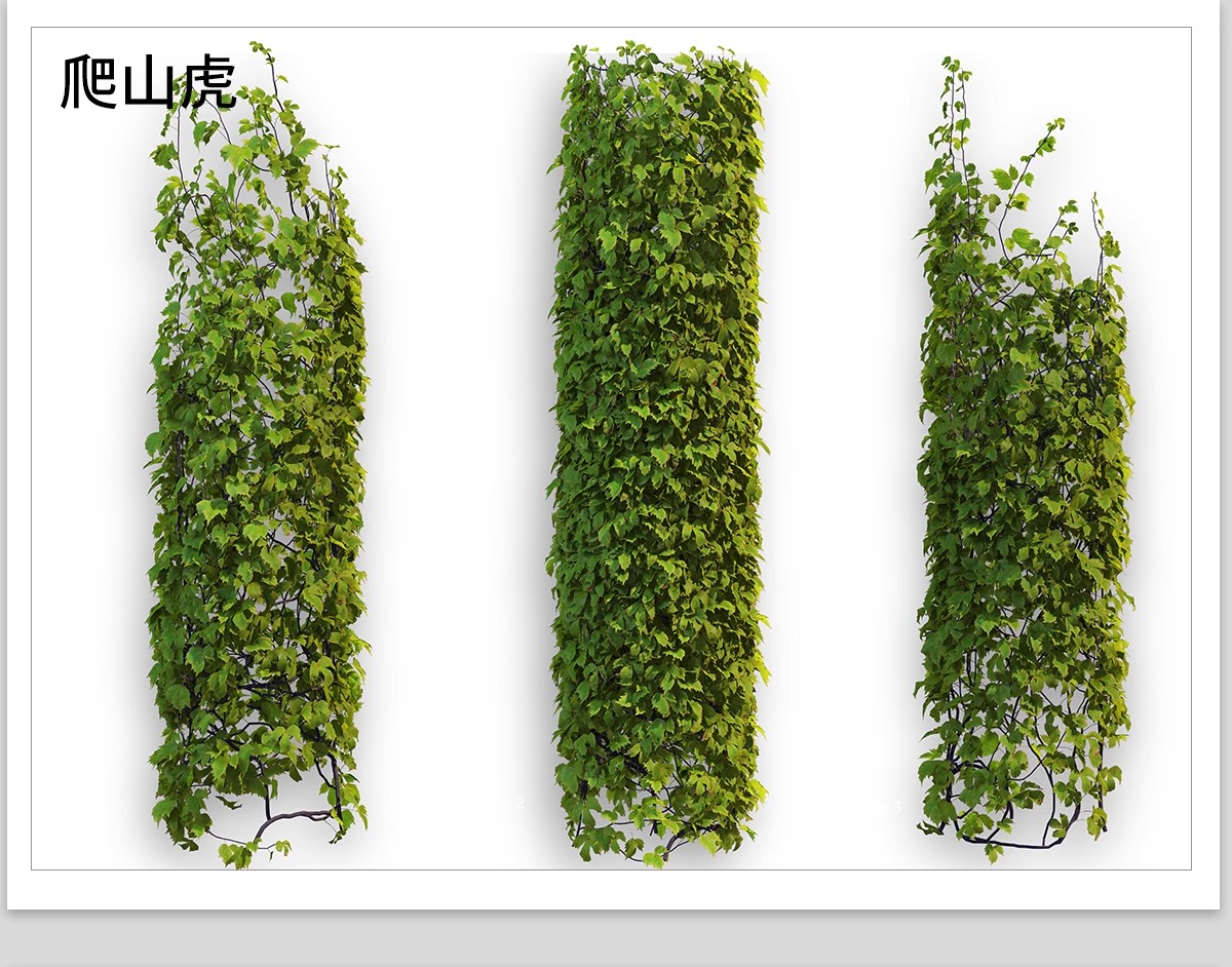 图片[29]-藤蔓爬藤植物爬墙攀援垂钓围墙月季花PS素材蔷薇廊架藤本免抠PSD-大怪兽分享