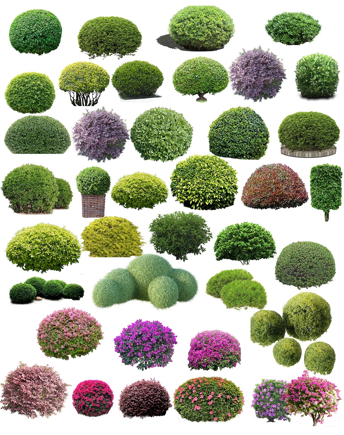 图片[29]-园林景观灌木球ps素材psd免抠效果图球形植物红檵木黄杨女贞石楠-大怪兽分享