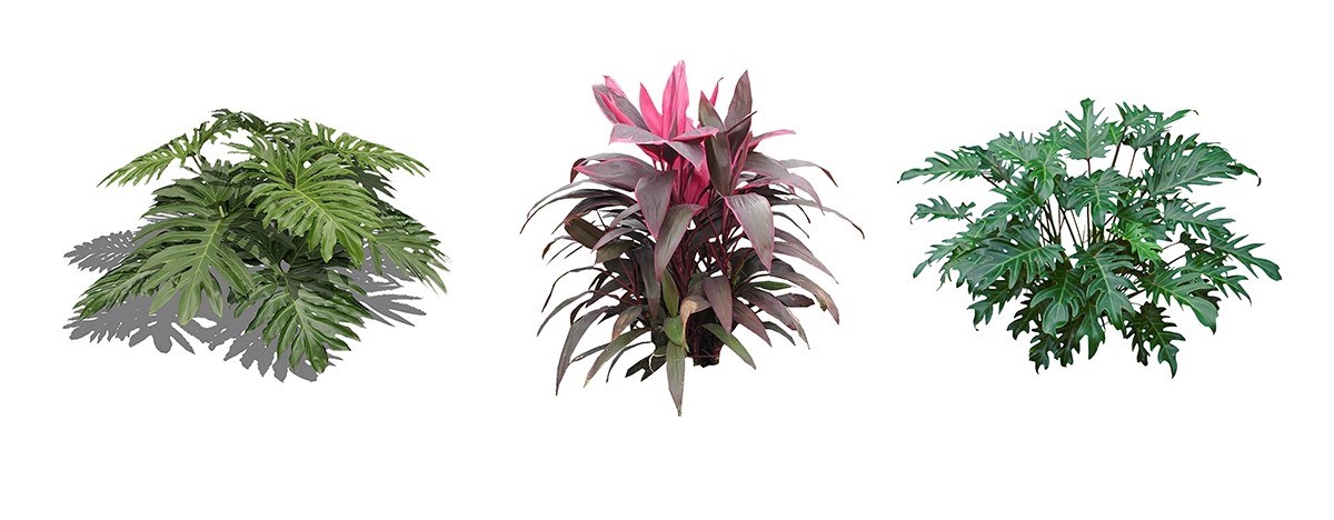 图片[30]-庭院植物灌木地被psd素材 花园玉簪矾根百子莲南天竹蕨苔草ps免扣-大怪兽分享