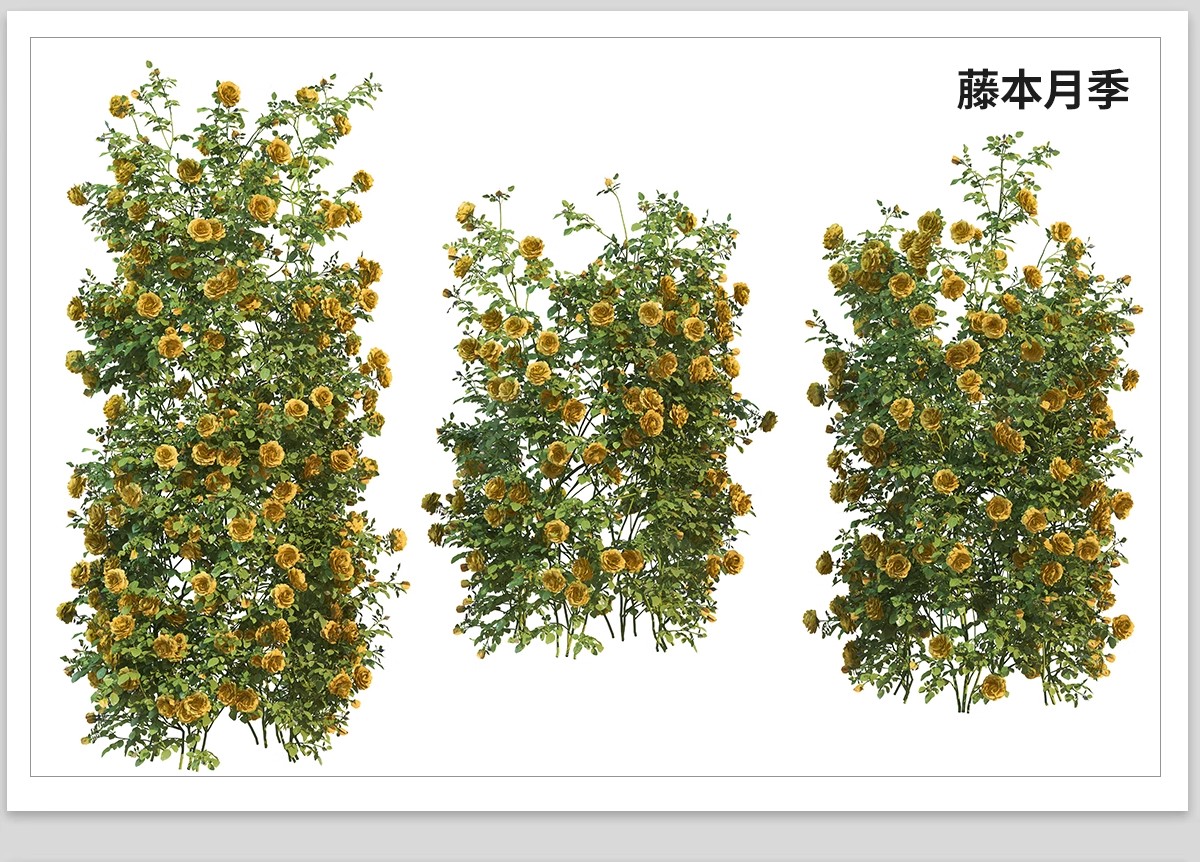 图片[30]-藤蔓爬藤植物爬墙攀援垂钓围墙月季花PS素材蔷薇廊架藤本免抠PSD-大怪兽分享