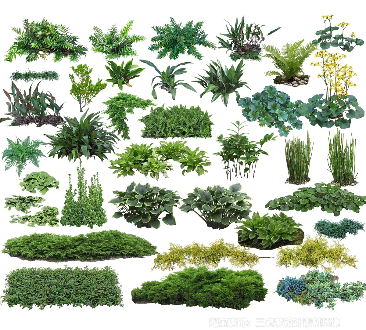 图片[30]-耐阴植物psd免扣园林景观蕨类苔藓矾根苔藓花镜地被ps素材效果图-大怪兽分享