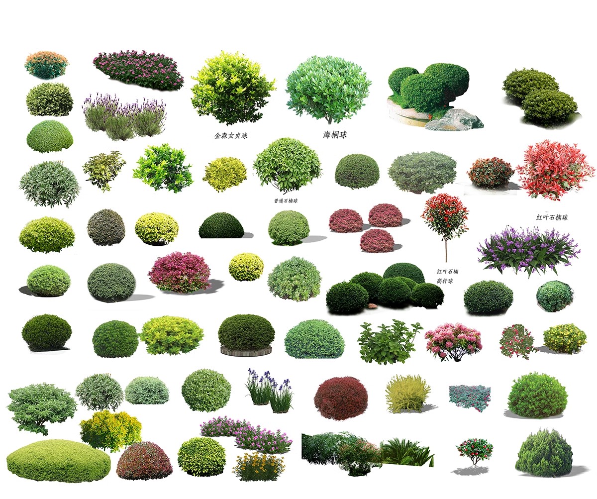 图片[30]-园林景观灌木球ps素材psd免抠效果图球形植物红檵木黄杨女贞石楠-大怪兽分享