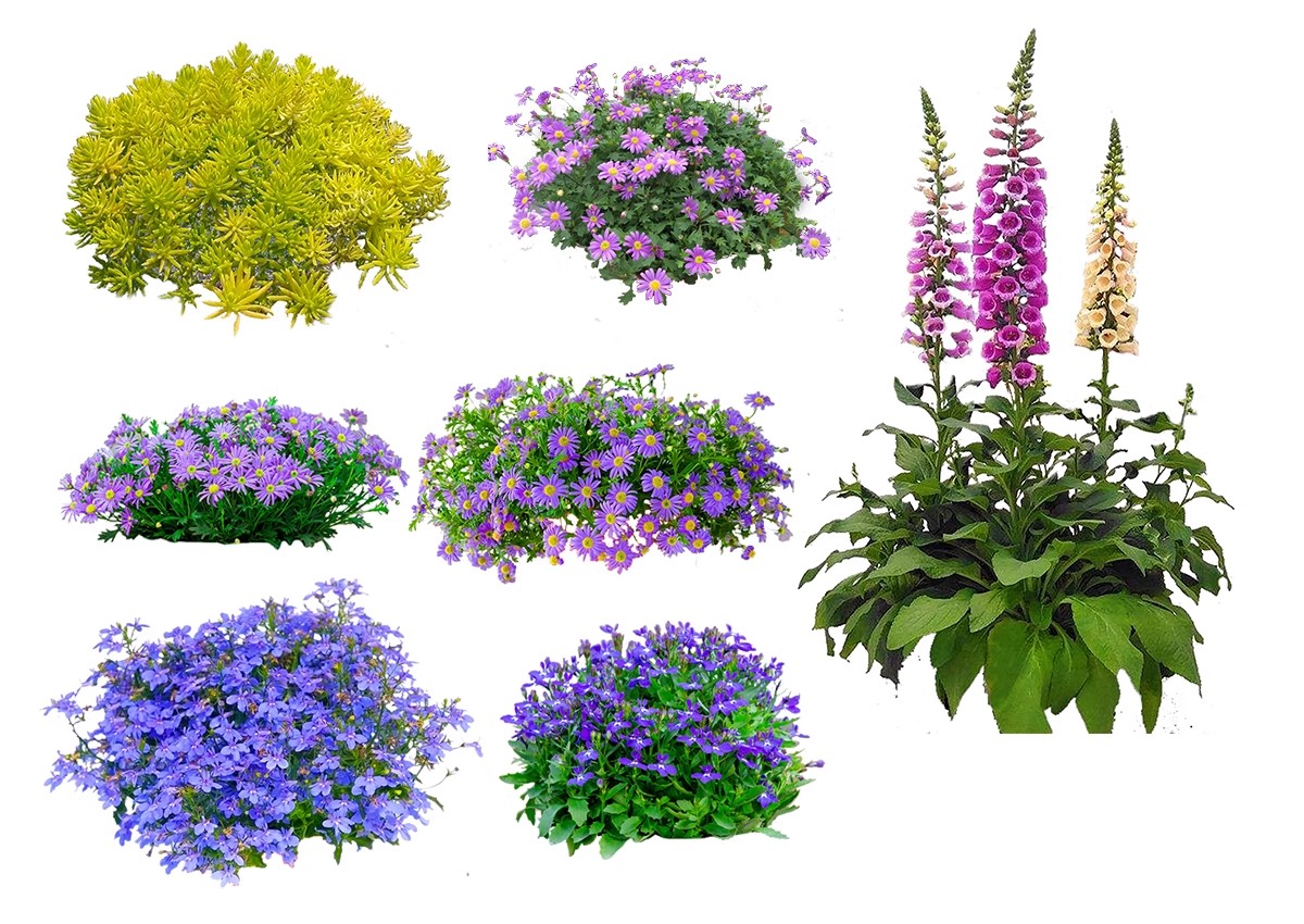 图片[31]-庭院植物灌木地被psd素材 花园玉簪矾根百子莲南天竹蕨苔草ps免扣-大怪兽分享