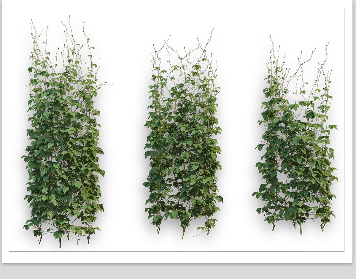 图片[31]-藤蔓爬藤植物爬墙攀援垂钓围墙月季花PS素材蔷薇廊架藤本免抠PSD-大怪兽分享