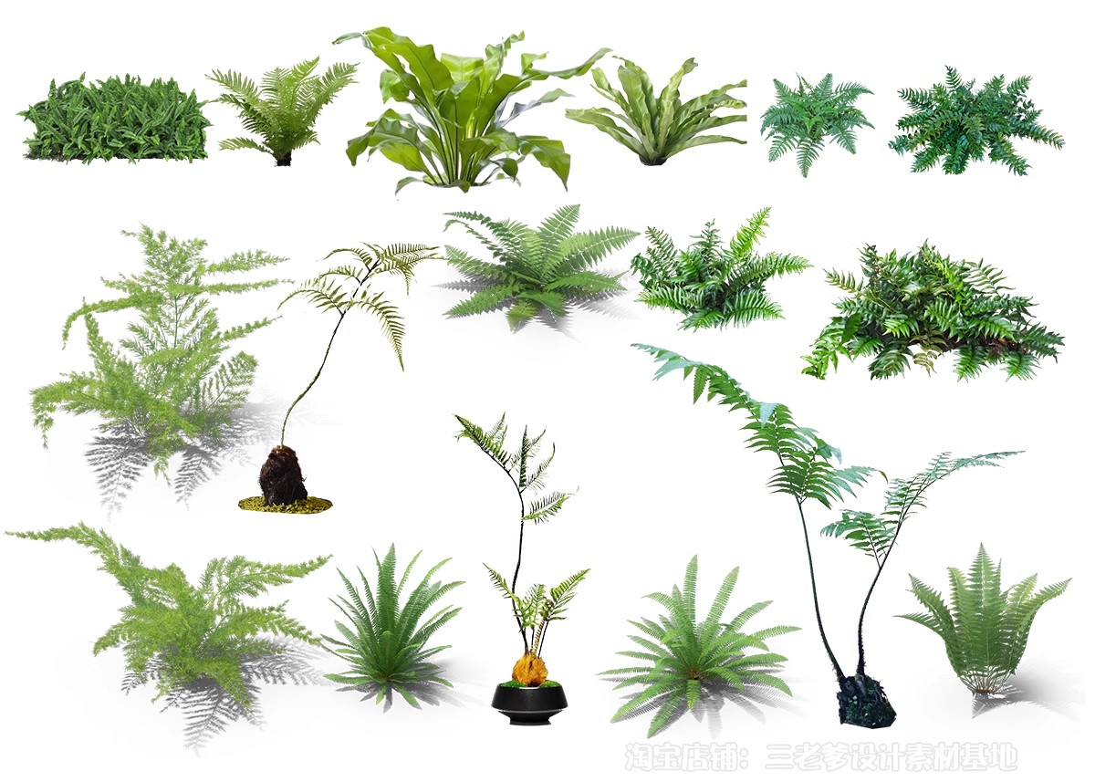 图片[31]-耐阴植物psd免扣园林景观蕨类苔藓矾根苔藓花镜地被ps素材效果图-大怪兽分享