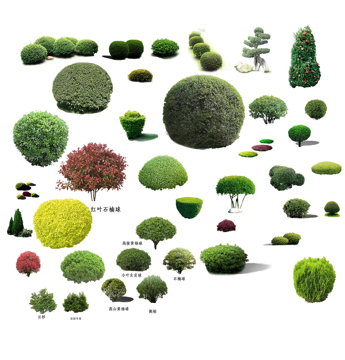 图片[31]-园林景观灌木球ps素材psd免抠效果图球形植物红檵木黄杨女贞石楠-大怪兽分享