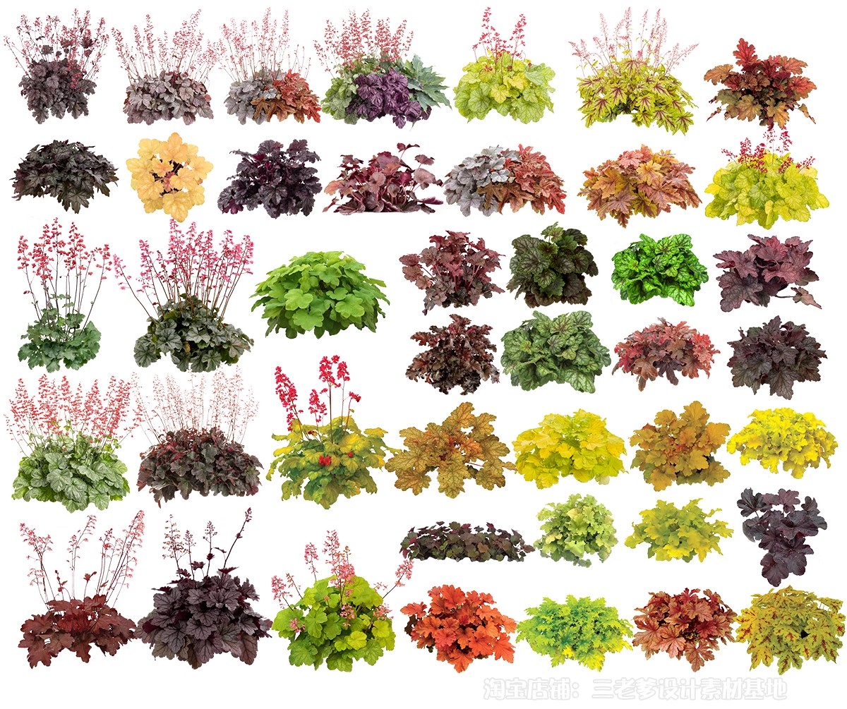 图片[32]-耐阴植物psd免扣园林景观蕨类苔藓矾根苔藓花镜地被ps素材效果图-大怪兽分享