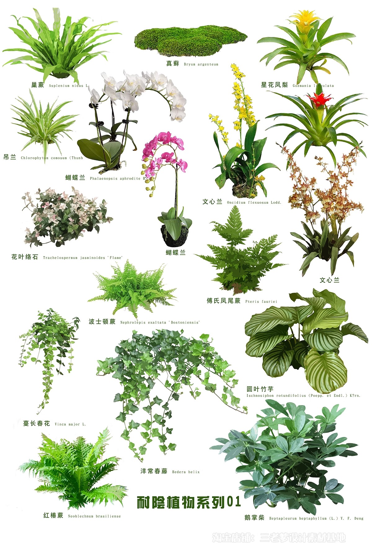 图片[33]-耐阴植物psd免扣园林景观蕨类苔藓矾根苔藓花镜地被ps素材效果图-大怪兽分享