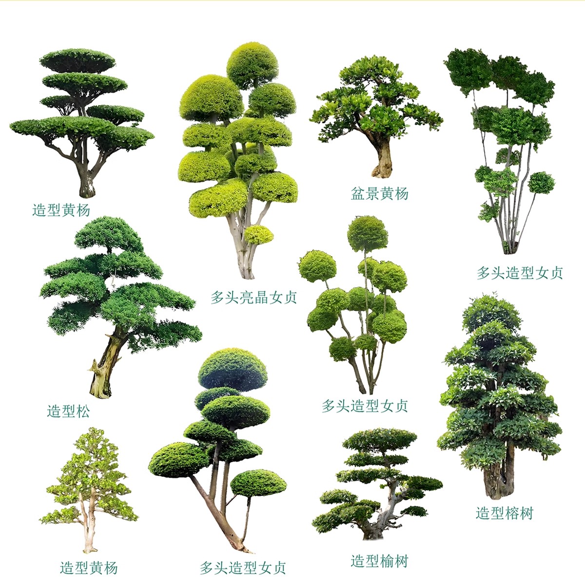 图片[35]-PS景观造型植物灌木球造型树迎客罗汉松桩景效果图png棒棒糖素材-大怪兽分享