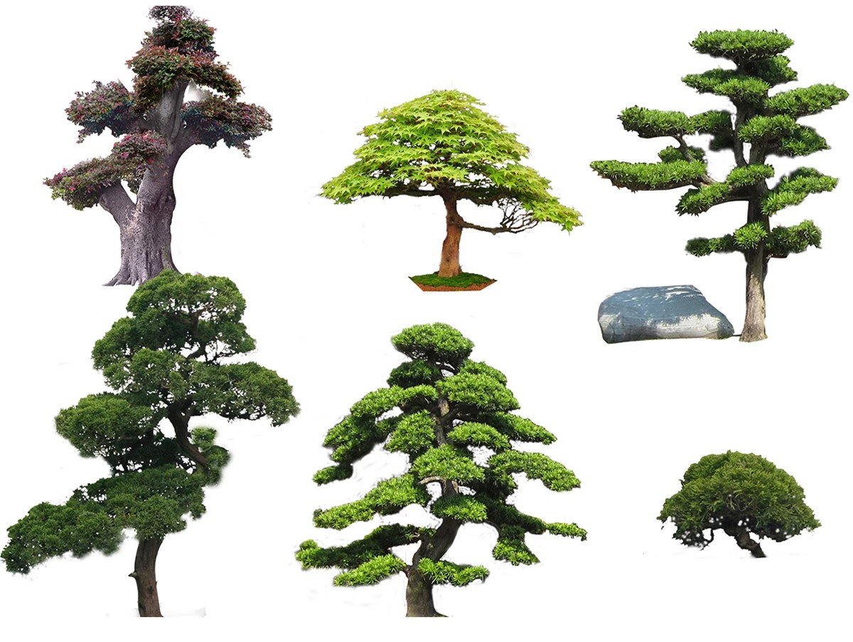 图片[38]-PS景观造型植物灌木球造型树迎客罗汉松桩景效果图png棒棒糖素材-大怪兽分享