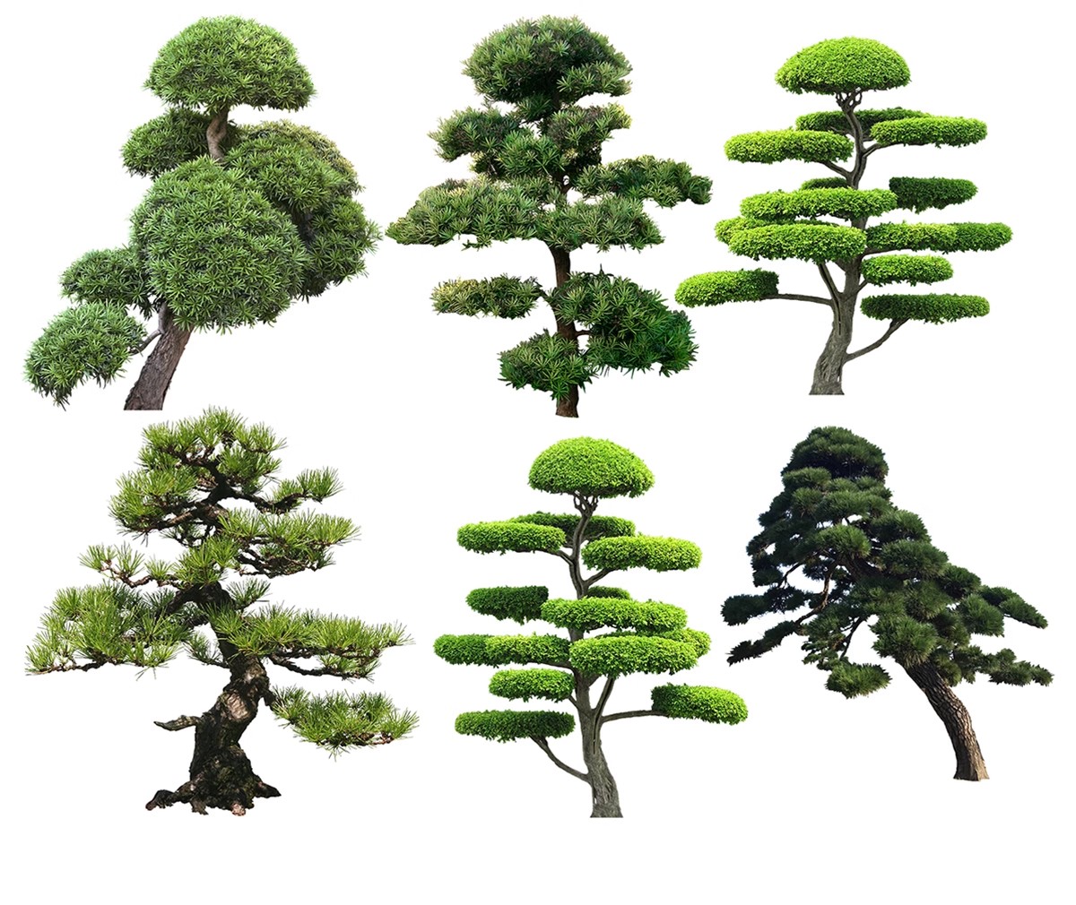 图片[43]-PS景观造型植物灌木球造型树迎客罗汉松桩景效果图png棒棒糖素材-大怪兽分享