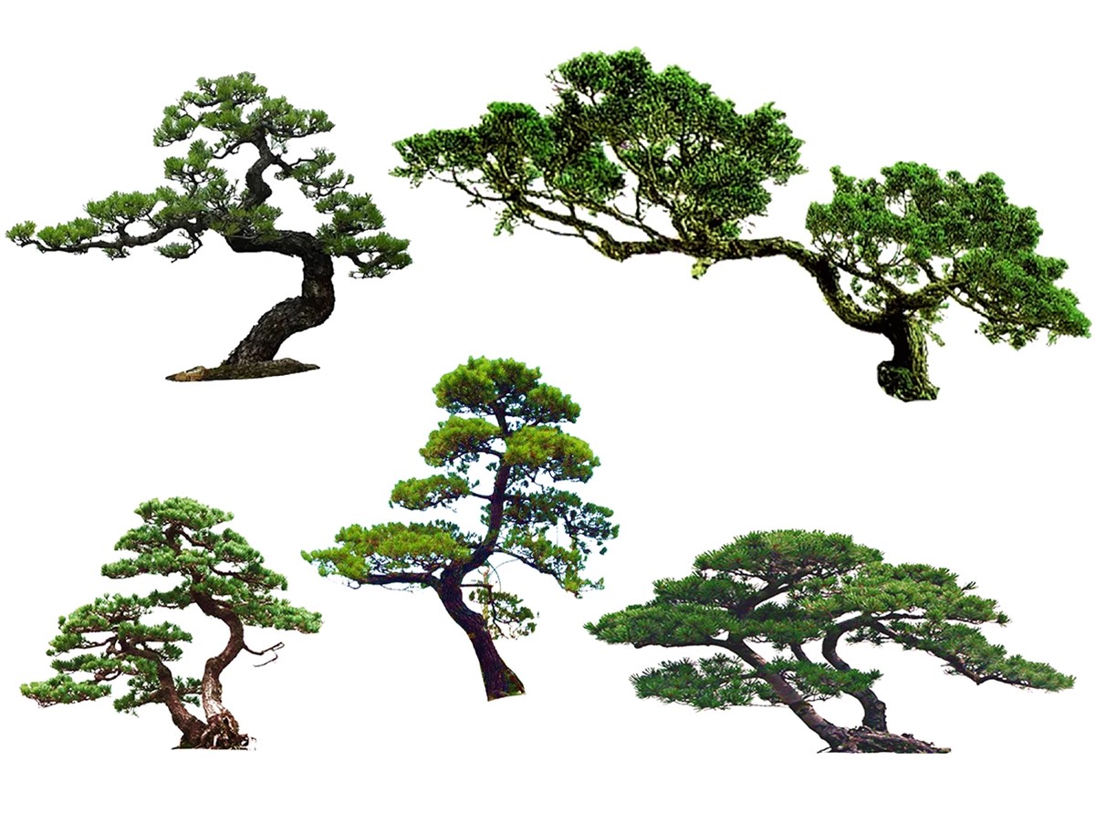图片[44]-PS景观造型植物灌木球造型树迎客罗汉松桩景效果图png棒棒糖素材-大怪兽分享