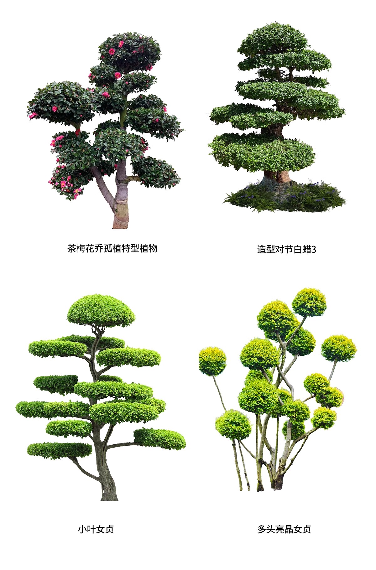 图片[46]-PS景观造型植物灌木球造型树迎客罗汉松桩景效果图png棒棒糖素材-大怪兽分享