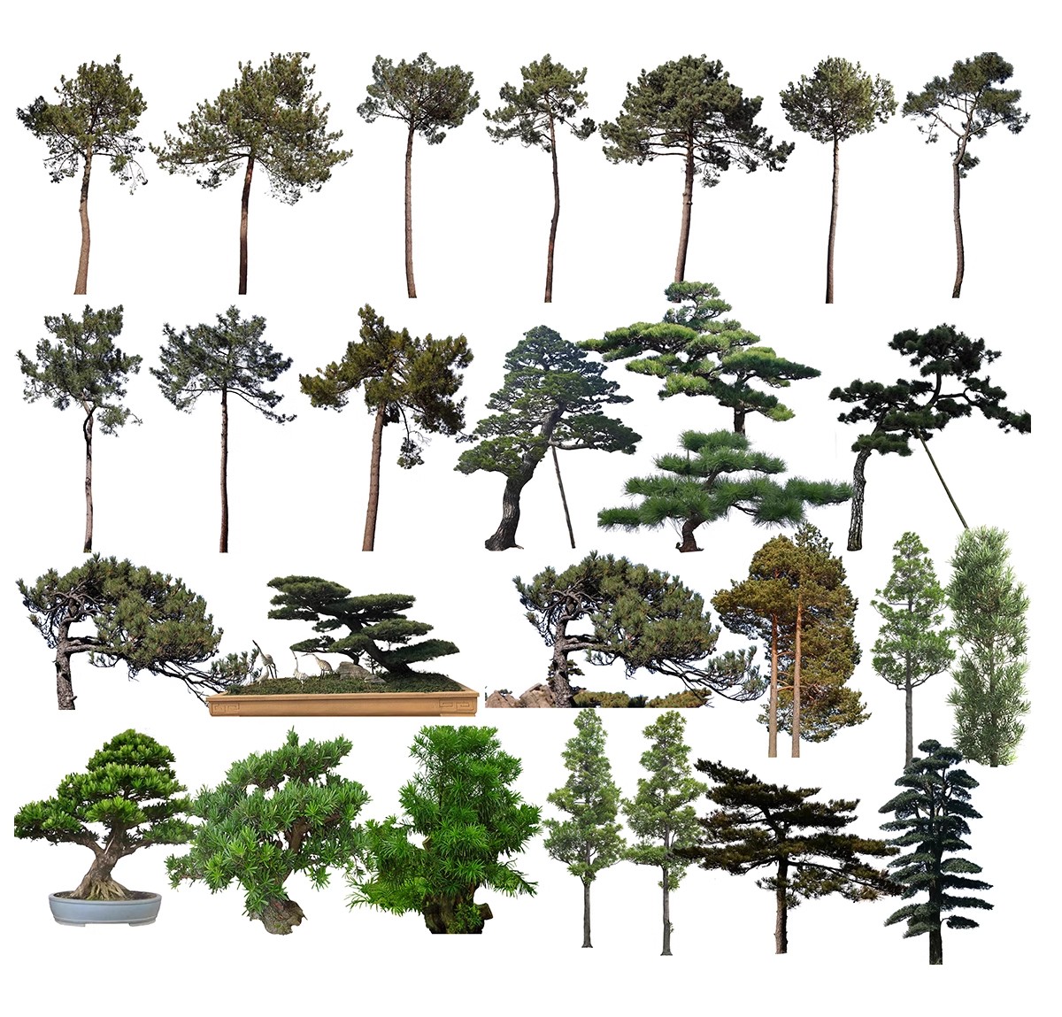 图片[50]-PS景观造型植物灌木球造型树迎客罗汉松桩景效果图png棒棒糖素材-大怪兽分享