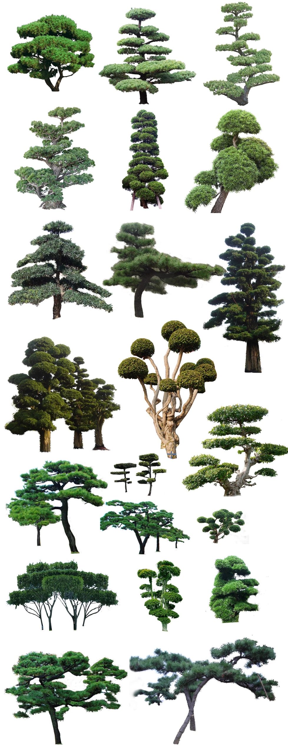 图片[52]-PS景观造型植物灌木球造型树迎客罗汉松桩景效果图png棒棒糖素材-大怪兽分享