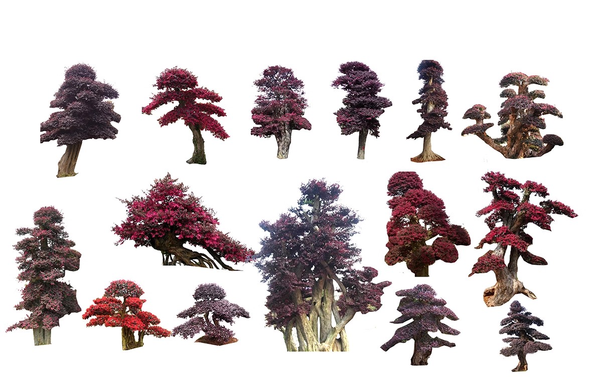 图片[53]-PS景观造型植物灌木球造型树迎客罗汉松桩景效果图png棒棒糖素材-大怪兽分享