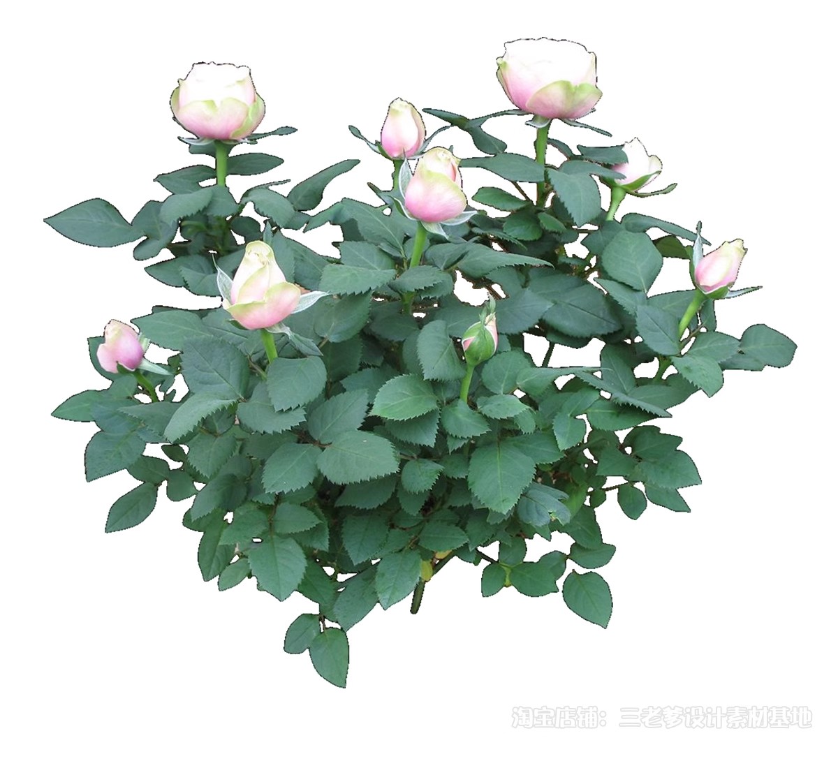 图片[32]-藤蔓爬藤植物爬墙攀援垂钓围墙月季花PS素材蔷薇廊架藤本免抠PSD-大怪兽分享