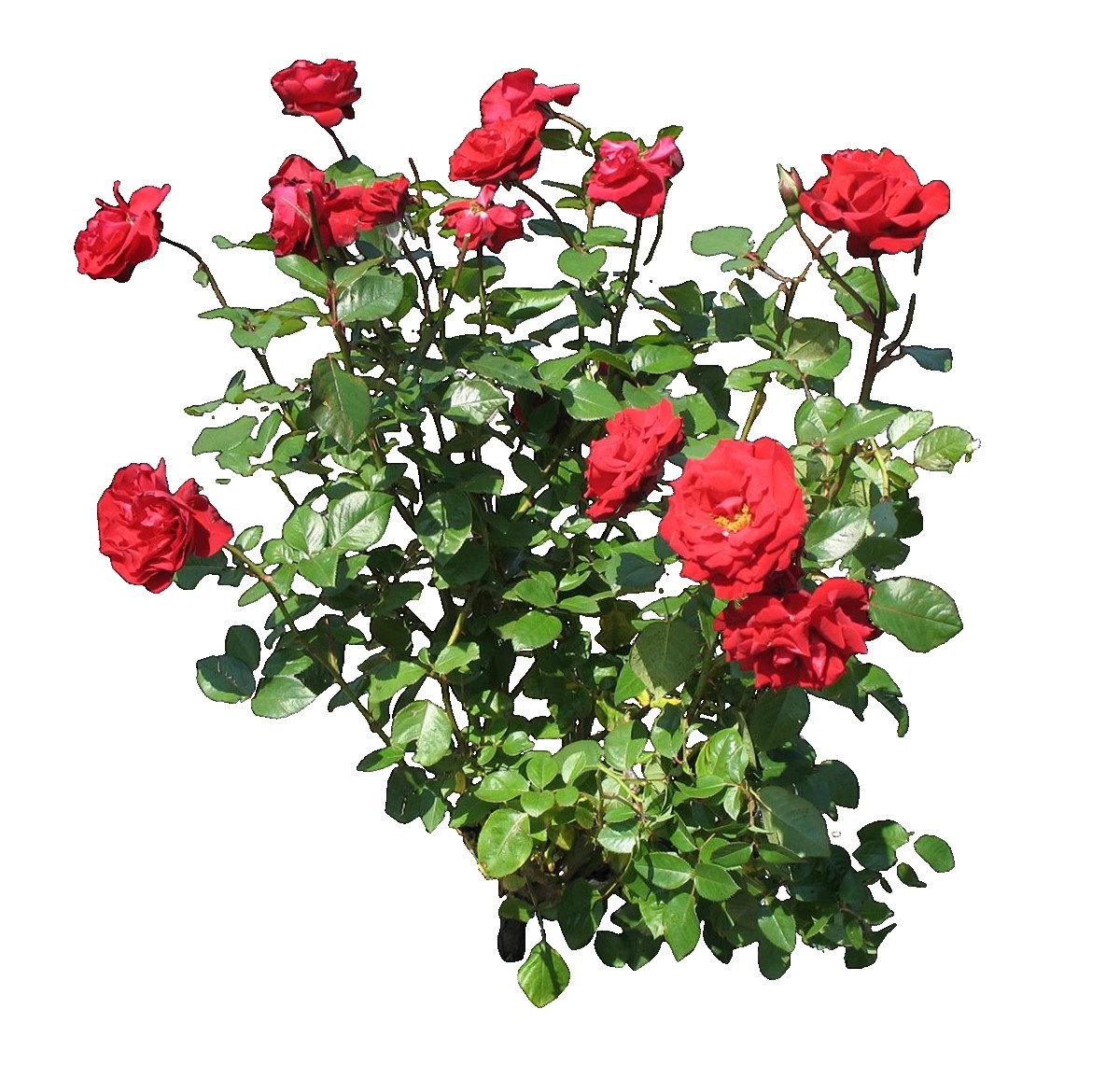 图片[33]-藤蔓爬藤植物爬墙攀援垂钓围墙月季花PS素材蔷薇廊架藤本免抠PSD-大怪兽分享