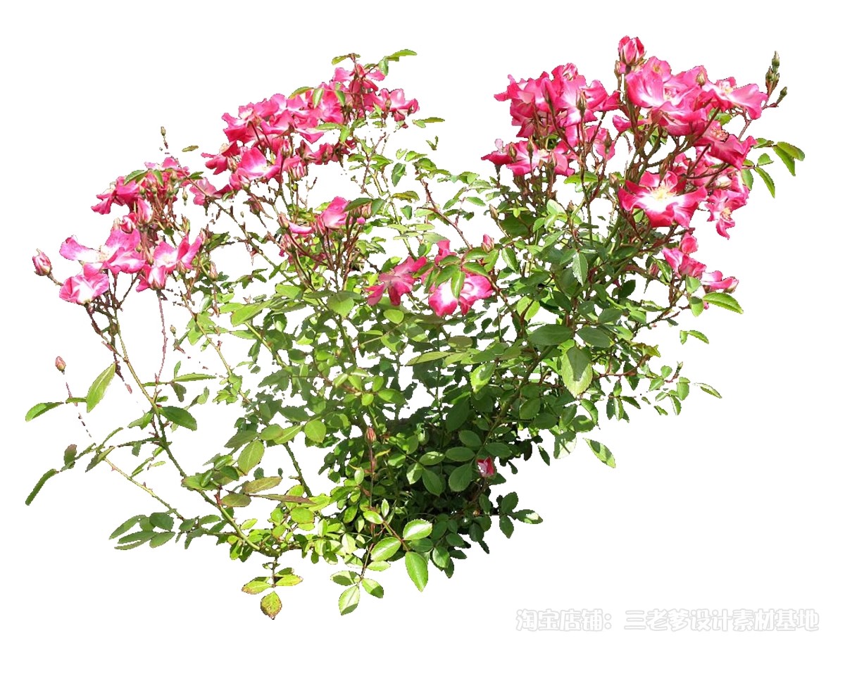 图片[34]-藤蔓爬藤植物爬墙攀援垂钓围墙月季花PS素材蔷薇廊架藤本免抠PSD-大怪兽分享