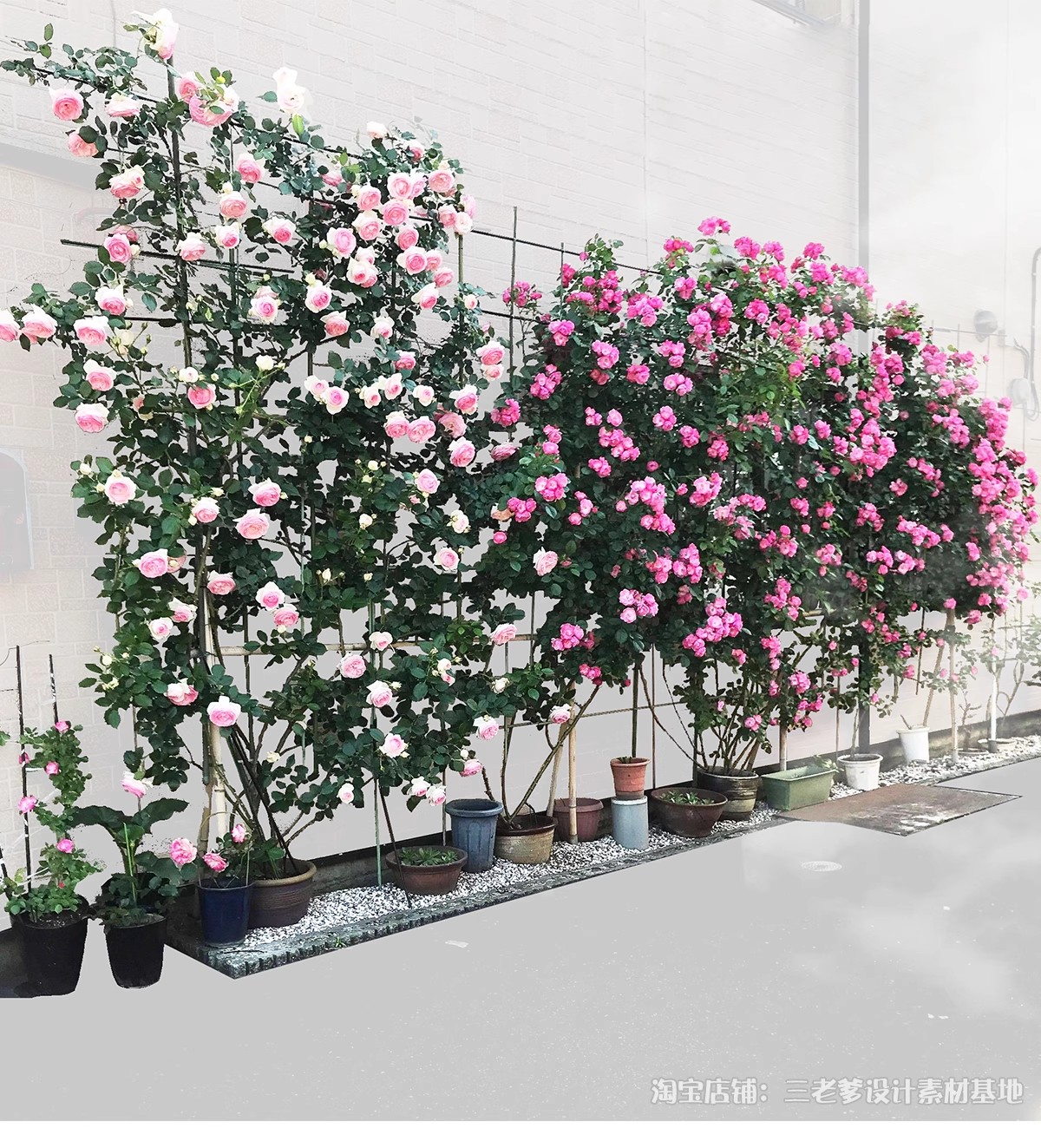 图片[37]-藤蔓爬藤植物爬墙攀援垂钓围墙月季花PS素材蔷薇廊架藤本免抠PSD-大怪兽分享
