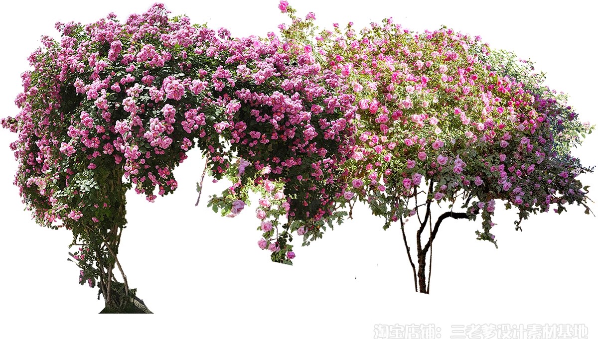 图片[39]-藤蔓爬藤植物爬墙攀援垂钓围墙月季花PS素材蔷薇廊架藤本免抠PSD-大怪兽分享