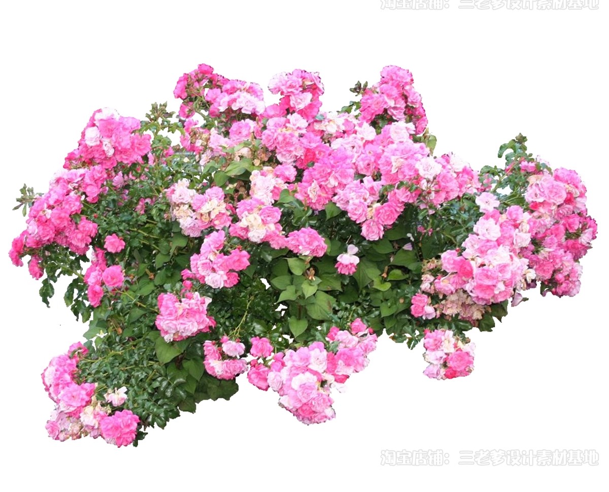 图片[42]-藤蔓爬藤植物爬墙攀援垂钓围墙月季花PS素材蔷薇廊架藤本免抠PSD-大怪兽分享